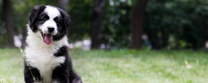 幼犬身上痒怎么办