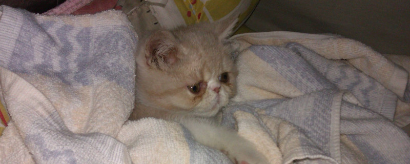 死猫能丢垃圾桶吗