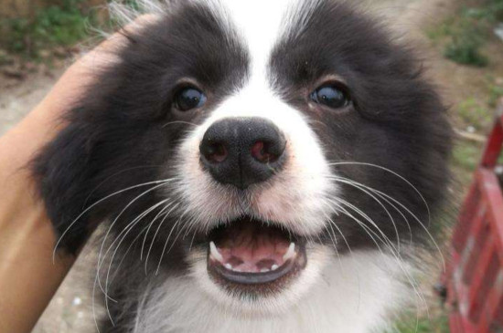 边境牧羊犬和拉布拉多哪个好，拉拉沉稳听话更好养