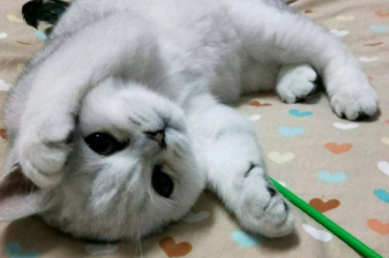 猫的寿命一年是多少岁