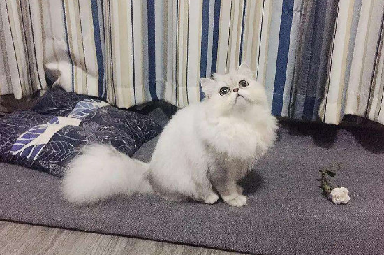 两个月的猫软便怎么办