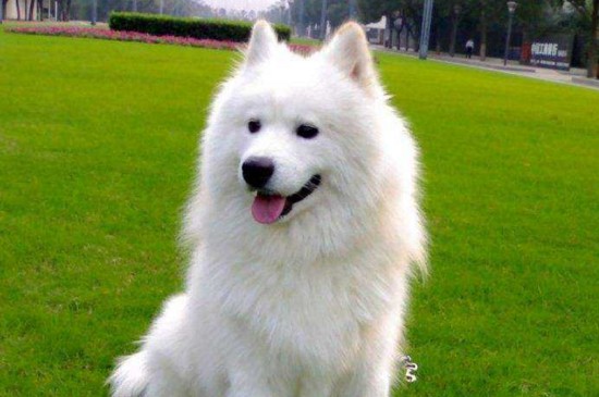 适合女生养的中型犬，这5种狗狗聪明机警很适合女孩饲养