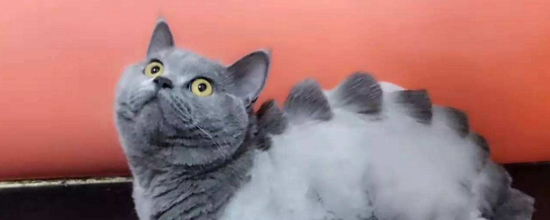 好看的猫咪剃毛造型