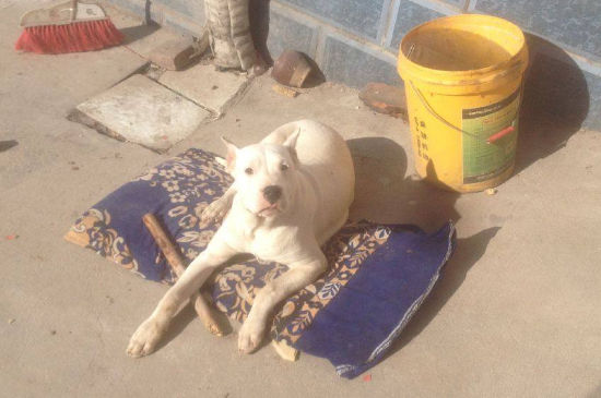 恶霸犬和藏獒谁厉害