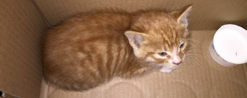 被小猫爪子勾破一个点