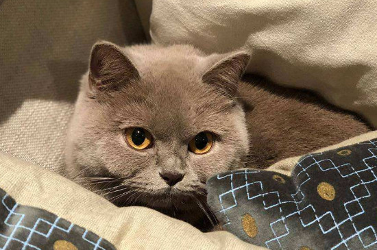 新猫到家该注意什么