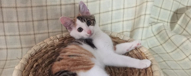 猫身上的跳蚤怎么办