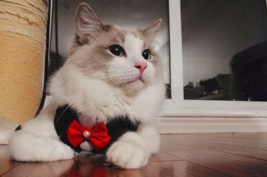 猫咪认定主人的表现