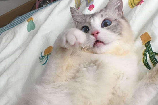 猫咪咕咕咕咕响到底是为什么