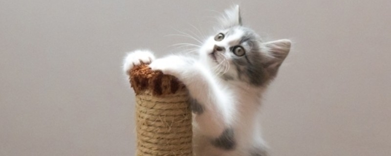 猫一天吃多少猫粮
