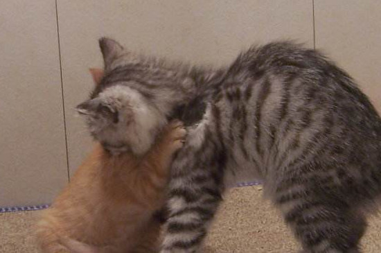 猫鼻子烂了