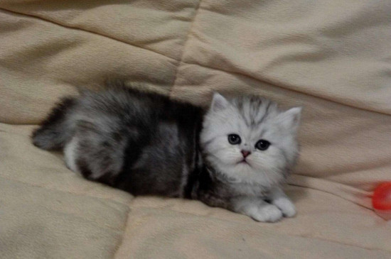 折耳猫必须吃软骨素吗