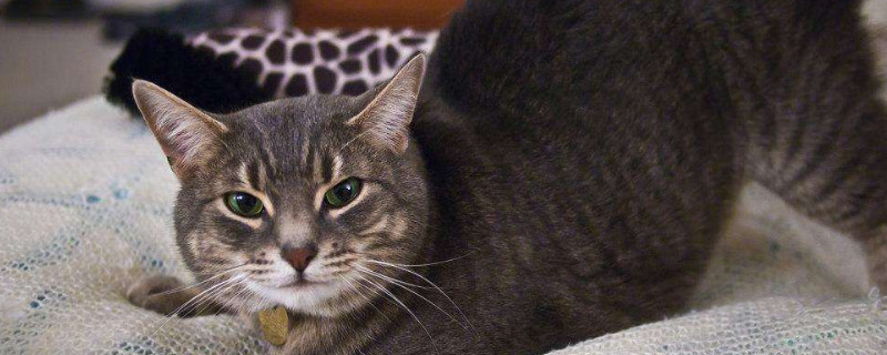 怎么给猫屁股剪毛，猫屁股上的毛怎么剪