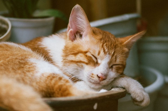 幼猫能喝酸奶吗，猫喝酸奶好吗