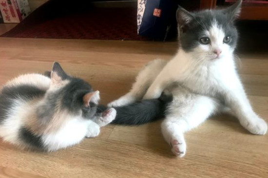 怎么让猫毛发亮