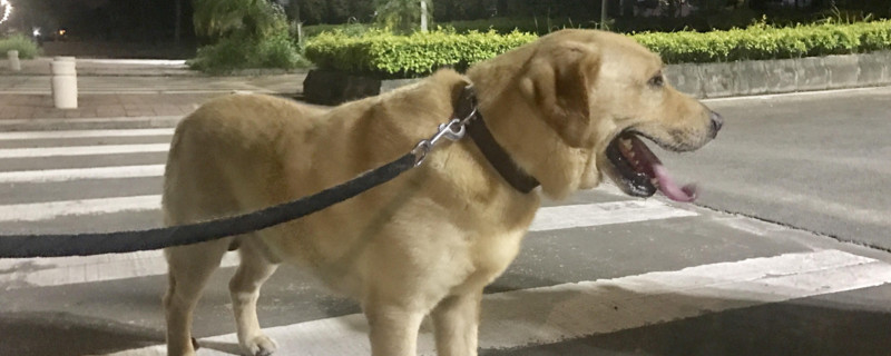 拉布拉多多大定型