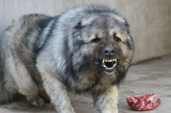 高加索犬一天吃多少，根据每公斤体重15～20克比例喂食