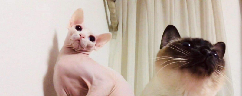 比鲁斯猫为什么这么贵