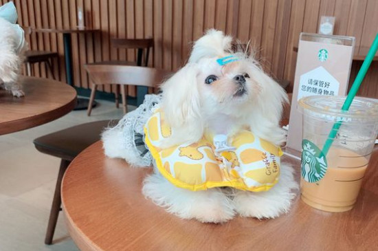 马尔济斯犬掉毛吗