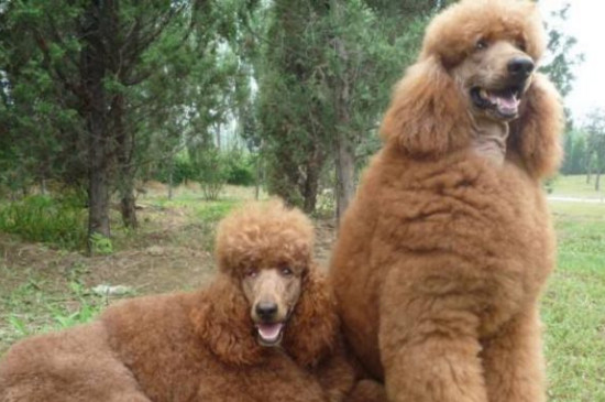 巨贵属于禁养的大型犬吗