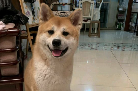 狗拉不出来大便一直叫