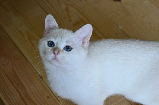 猫疫苗间隔21天和28区别