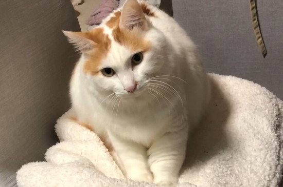 猫咪多大停止踩奶