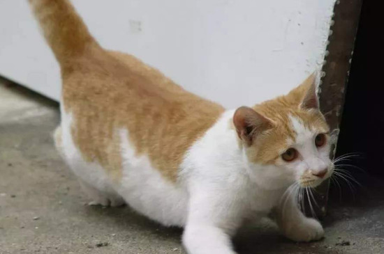 猫看见鬼有几种表现