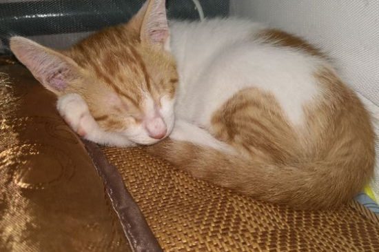 猫第一次发情可以配吗