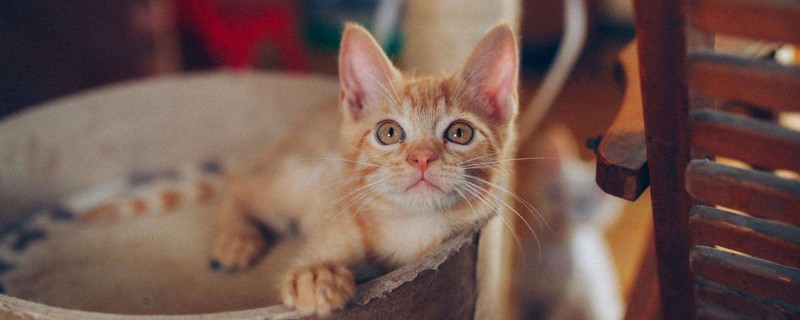 夏天如何给猫咪降温
