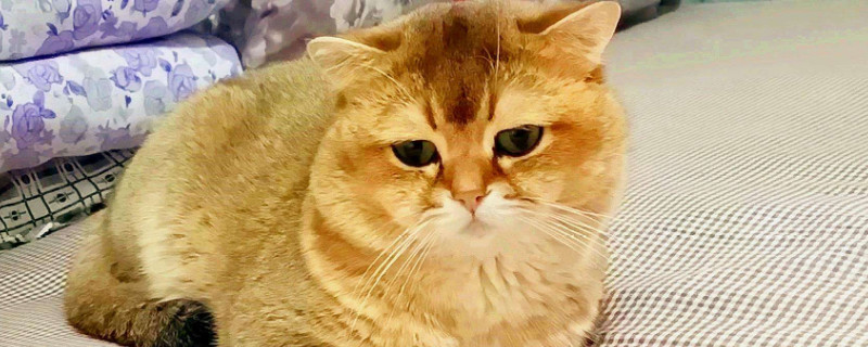 绝育后的公猫尿床原因