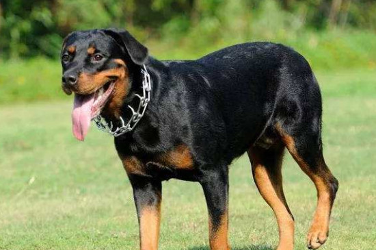 护卫犬哪种好