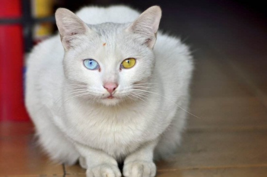 猫鼻子嘴巴三角区发黄