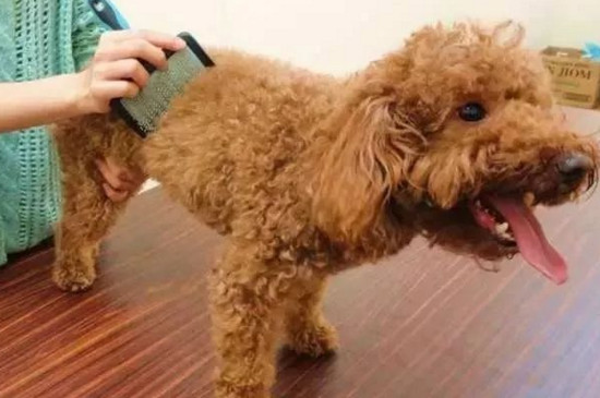 养泰迪犬的注意事项