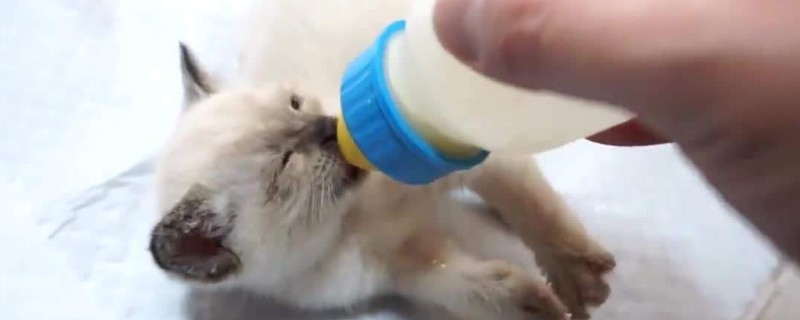 未满月的小猫怎么喂养