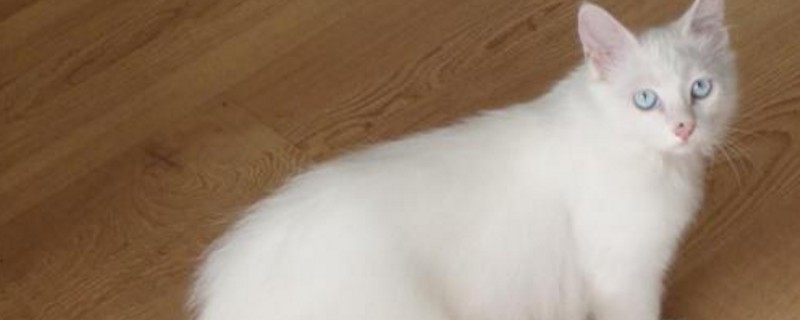 两个月的小猫一天吃多少