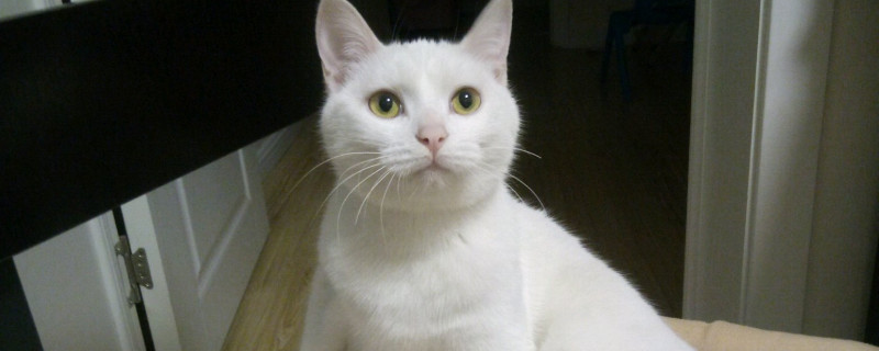 猫会在太空包里拉屎吗