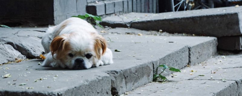 狗狗便血怎么办