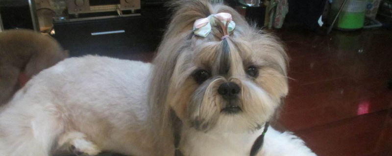 养西施犬的注意事项