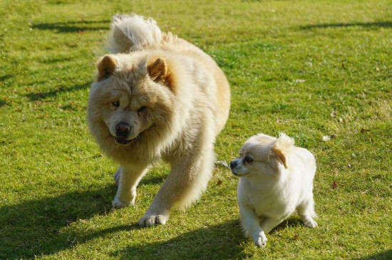 买狗血统重要吗