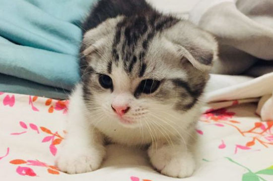 折耳猫一般多大发病