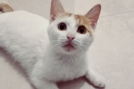 猫能不能吃桑葚