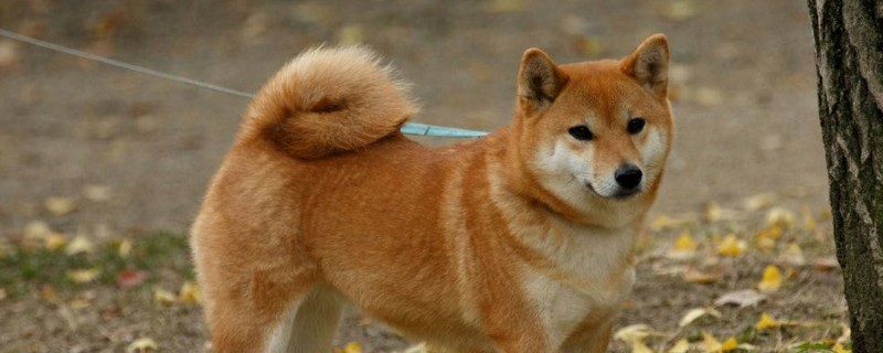 柴犬怎么养