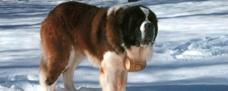 圣伯纳犬为什么禁养