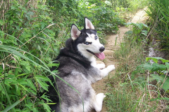 狗狗狂犬病潜伏期症状，狗狂犬病的前兆是什么样的