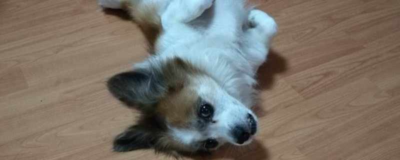 狗狗chd初期症状