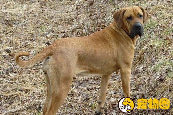 巴西非勒犬有多猛，攻击性强被多国禁止饲养