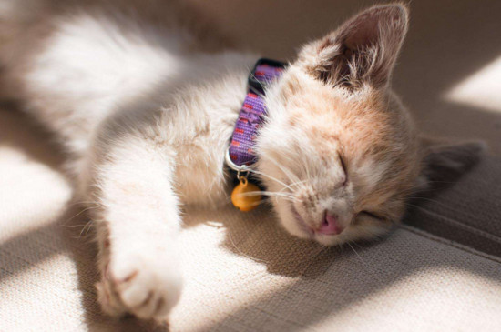 怎么确定猫换完了胎毛