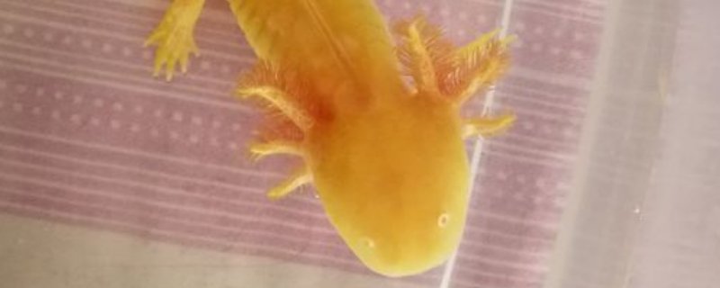 养六角龙鱼有没有忌讳