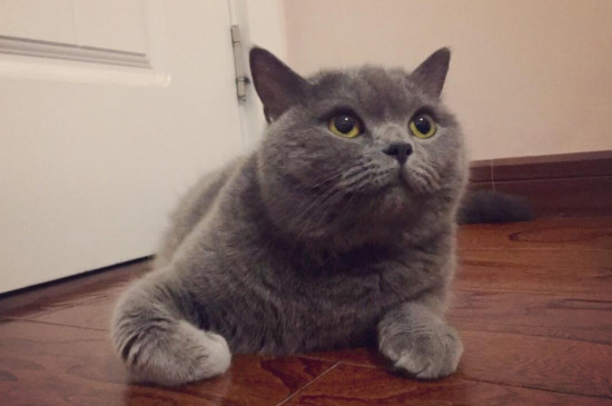 蓝猫拉稀怎么办
